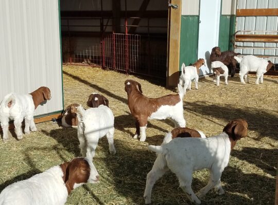 Cabras vivas | Ovejas vivas | Ganado vivo