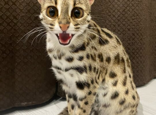 Gatito ocelote disponible para la venta