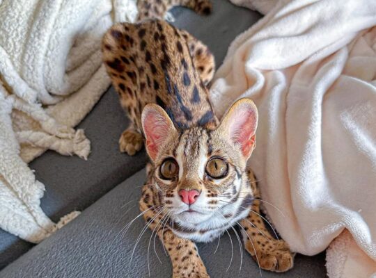 Gatito ocelote disponible para la venta